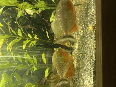 10 12 cm etçil natteri pirana sürüsü 15 adet toplu