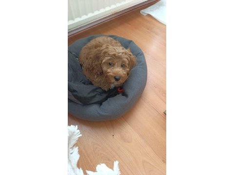 Maltipoo 3 aylık erkek