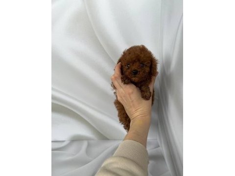 Toy poodle yavrularımız