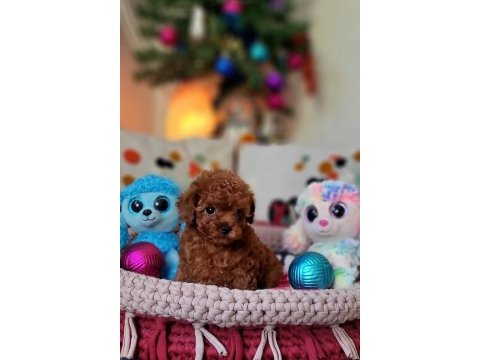 Şecereli mini boy kore toy poodle yavrularımız