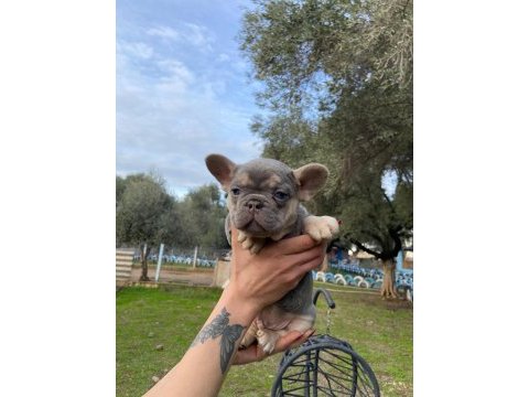 Muhteşem french bulldog yavrularımız