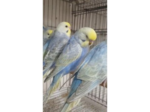 Yeni yeme düşen rainbow muhabbet kuşu bebekler