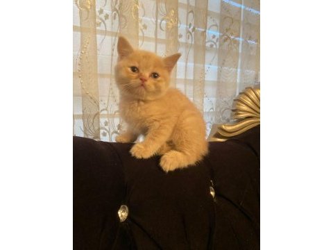 2 aylık orjinal british shorthair yavrularımız
