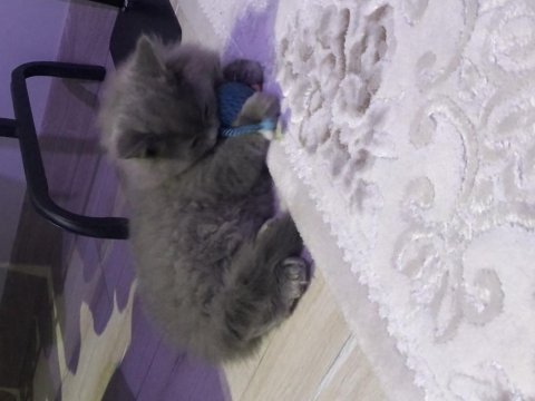 Eşyalarıyla aşılı british longhair