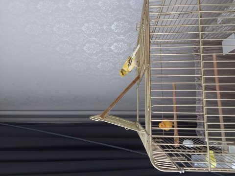 Erkek ve dişi kanarya harika büyük kafesle birlikte