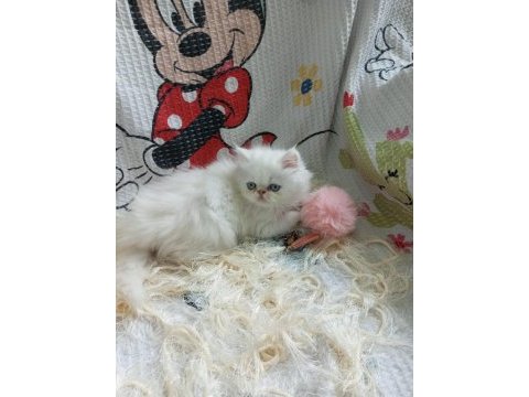 Dişi iran kedisi