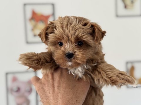 Petmode köpek çiftliğinden tea cup morkie