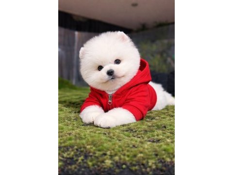 Pomeranian boo kardeşler