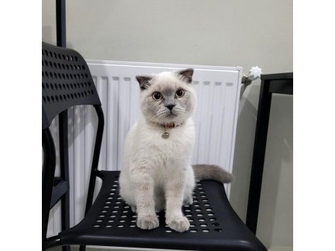 6 aylık blue point scottish fold