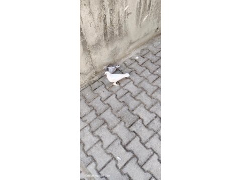 Takım 2 adet de yavrusu oyunlu anne baba güvercin