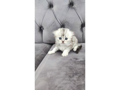 Scottish fold longhair erkek yuva arıyor