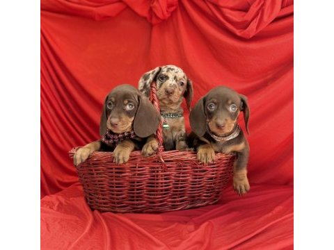 Son gözdesi egzotik görüntüsü dachshund sosis