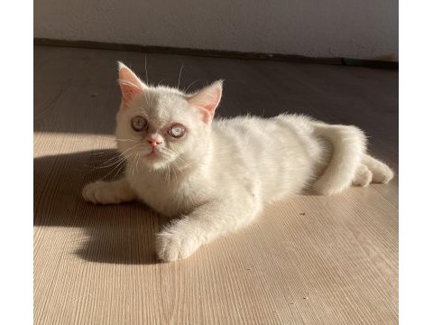 British shorthair erkek yavru