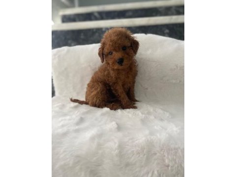 Toy poodle erkek 50 günlük
