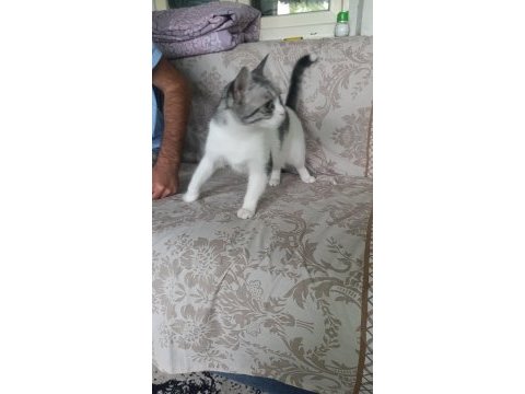 Kedime acil yuva arıyorum