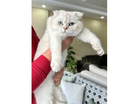 Muhteşem safkan british shorthair çocuklar