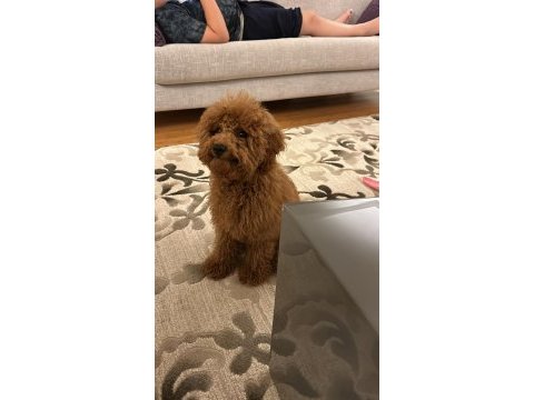 Toy poodle 6 aylık erkek