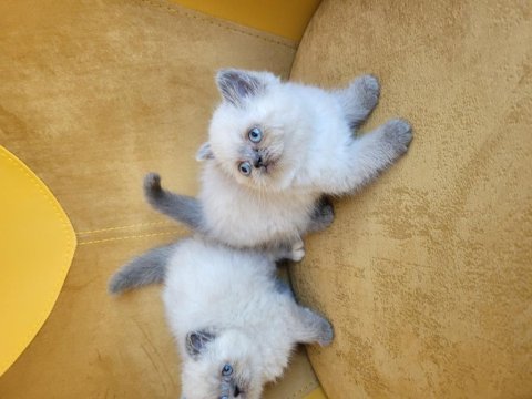 Biblo güzellikte safkan scottish fold