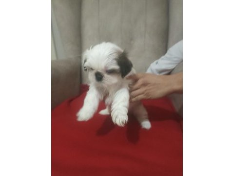 Show kalite shih tzu yavrularımız