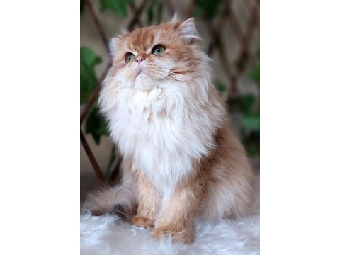Eş ilanıdır (british longhair by 11 full şecereli)
