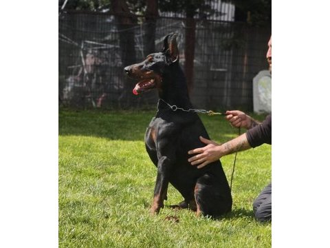 Fcı şecereli muhteşem doberman yavrular