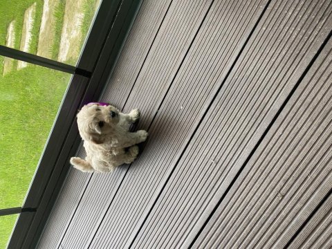 Maltipoo erkek dişi 2 aylık yavrular