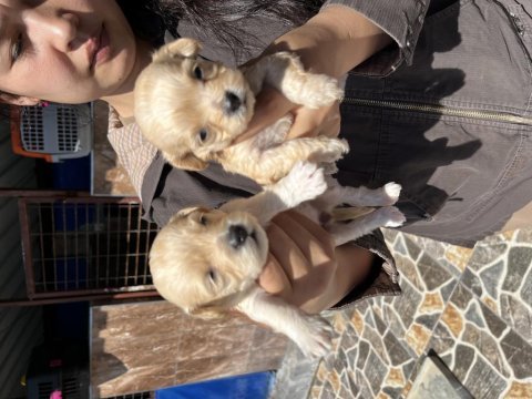 Maltipoo yavrularımız