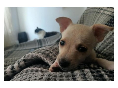 Chihuahua yavru köpeğimiz