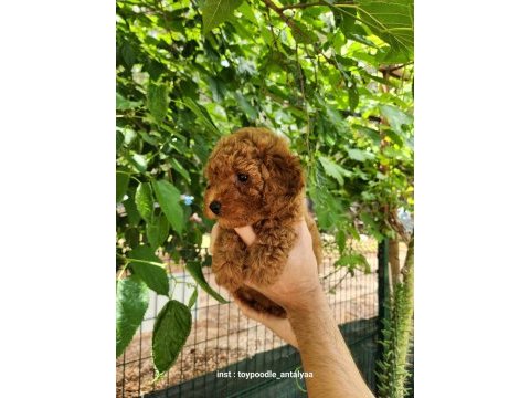A kalite toy poodle yavrularımız