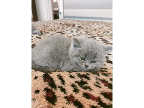 British longhair kedimiz 1,5 aylık