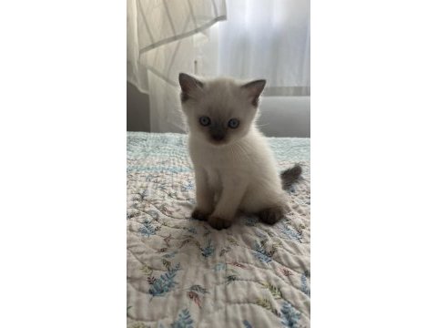 Blue point bebek kediler