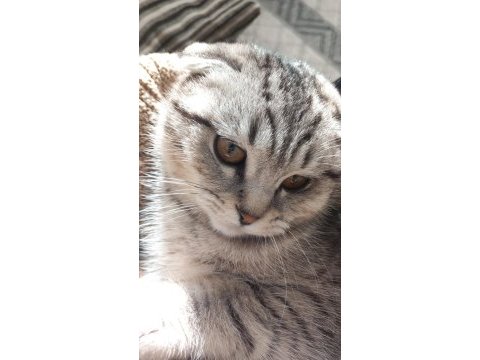 Acil sahiplendirme scottish fold
