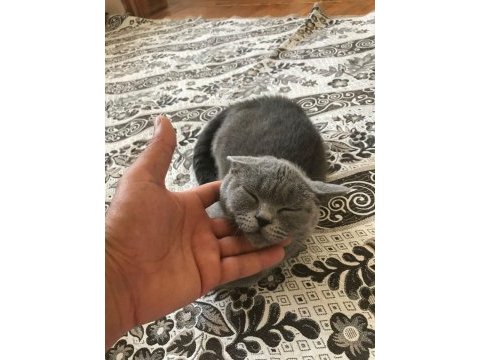 British shorthair kedimiz uygundur