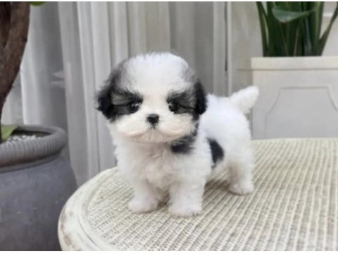 A kalite dişi ve erkek shih tzu bebeklerimiz