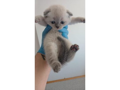 Boncuk gözlü scottish fold bebekler teslime hazır