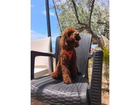 Toy poodle yavrularımız 8 aylık