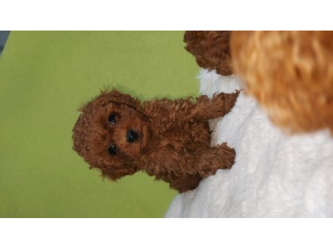 Kore bebekler 2 erkek bir dişi poodle