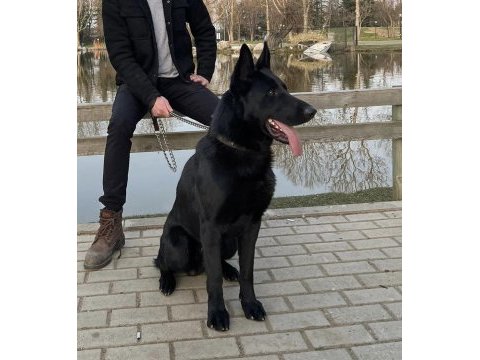 3 yaşında solid black alman çoban köpeği