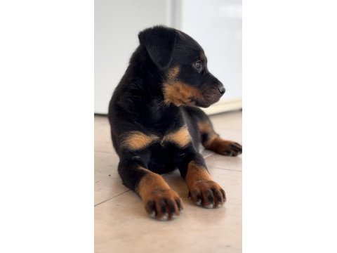 Rottweiler varsa daha iyisi o da annesi