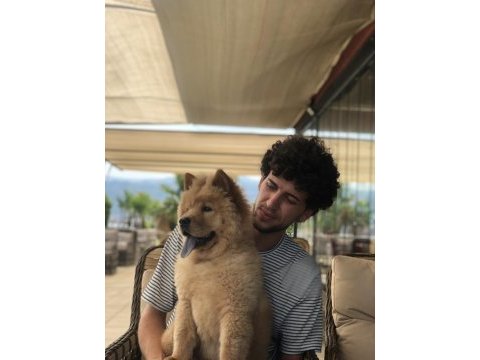 Chow chow çin aslanı