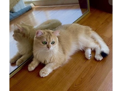 Şecereli british shorthair yetişkin dişi