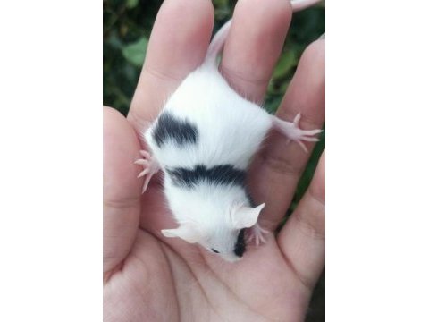Panda mice yavrular ve malzemeleri adrese teslim vardır