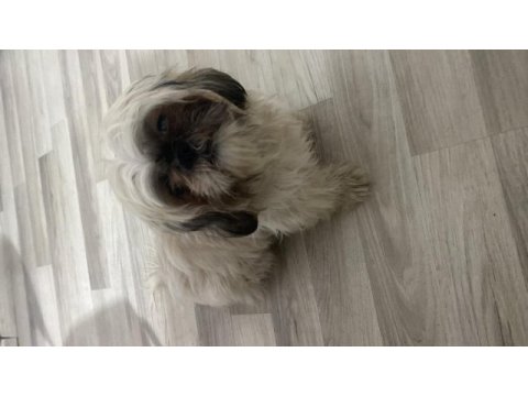 Çok uysal çok akıllı dişi shih tzu