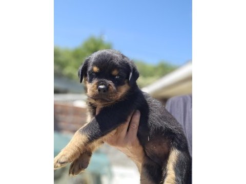 Şecereli ve şeceresiz muhteşem ırk rottweiler