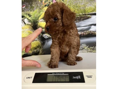 Çok tatlı, teacup poodle yavrusu