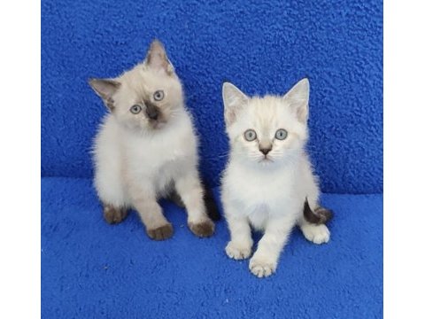 Yeni yuvasına gitmeye hazır  british ponçikler