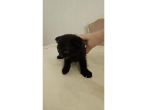 Sahibinden siyah scottish fold