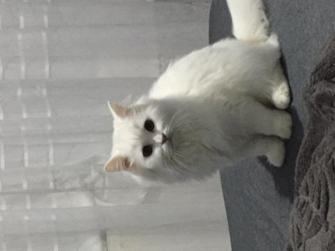 Kedimiz pamuğa aile arıyoruz