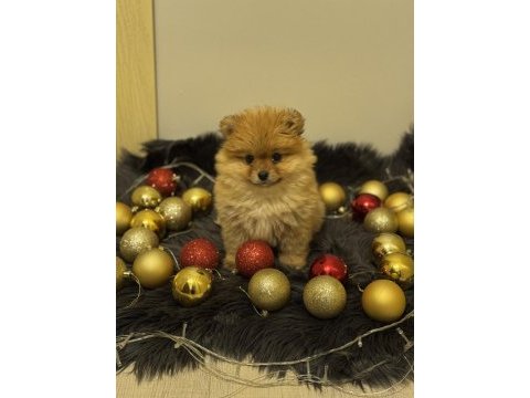 Orijinal pomeranian boo bebeğimiz