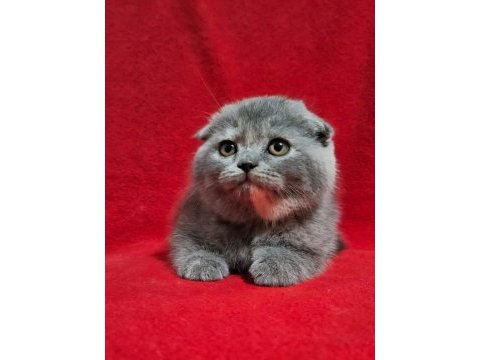Muhteşem scottish fold bebekler